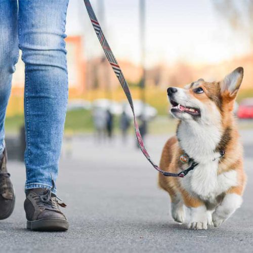 پنج نکته برای پیاده روی بهتر با سگ ها