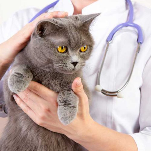 تومورهای معده یا روده در گربه: علل و درمان